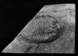 Massive Isotelus Trilobite - New York #19686-3